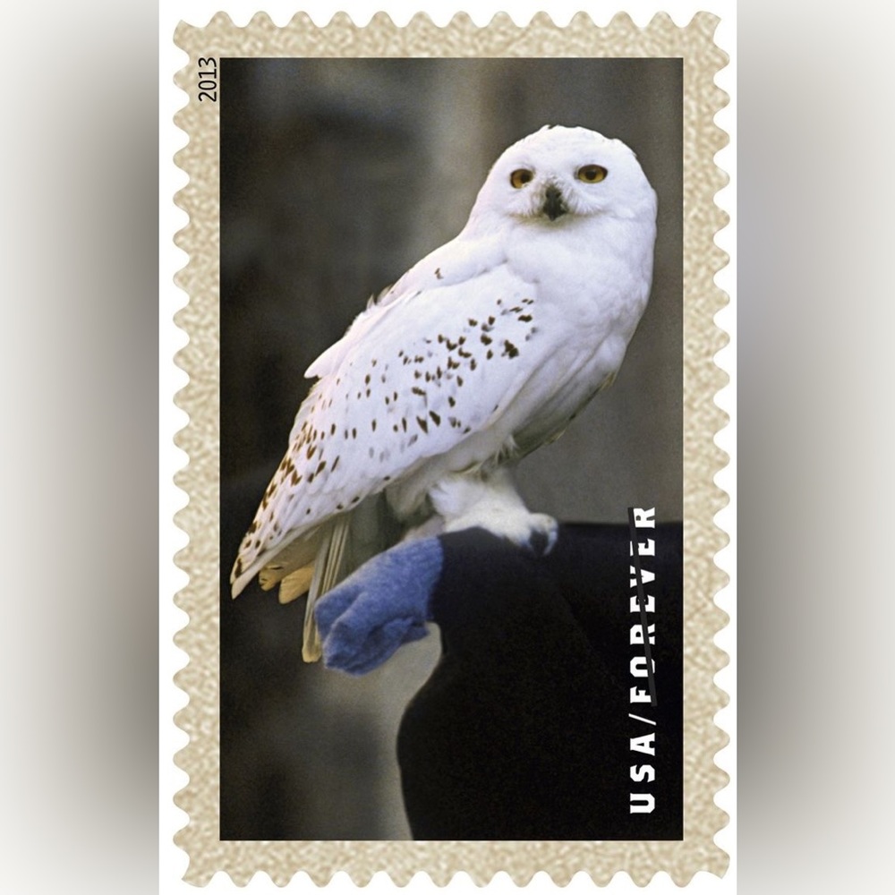 $5 PICTURE BRACELET. NEW. STAINLESS STEEL. $5 IF BUNDLED - Picture 11 of 16